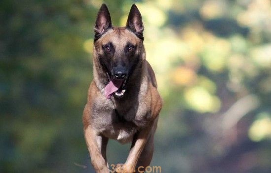 常见的军犬都有什么品种 赶快了解一下吧(图1)