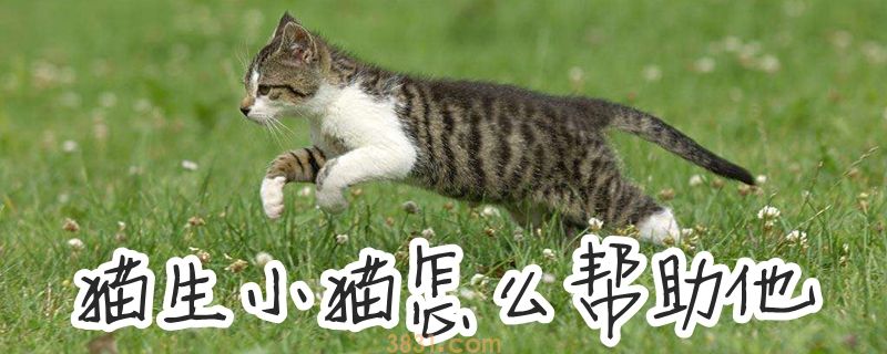 猫生小猫怎么帮助他(图1)