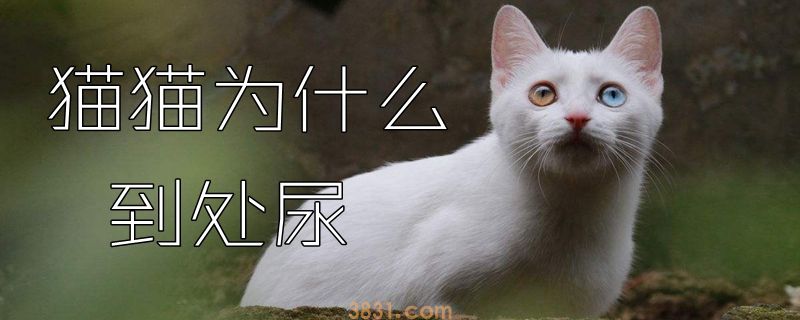 猫猫为什么到处尿(图1)