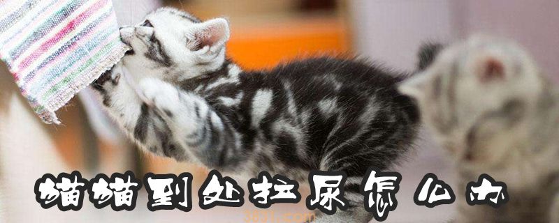 猫猫到处拉尿怎么办(图1)