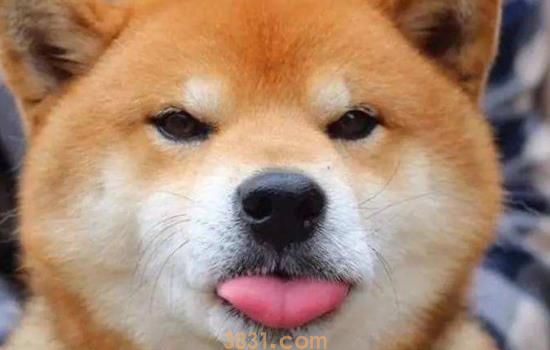 怎样挑选柴犬 新手主人必看(图1)