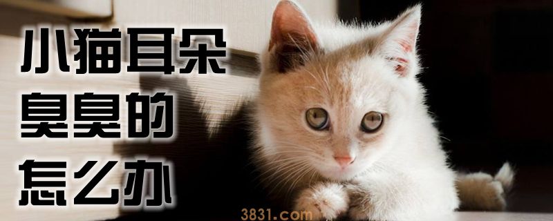 小猫耳朵臭臭的怎么办(图1)