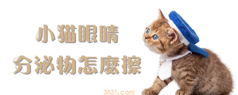 小猫眼睛分泌物怎么擦(图1)