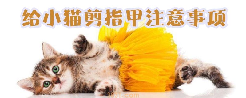 给小猫剪指甲注意事项(图1)