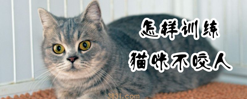怎样训练猫咪不咬人(图1)