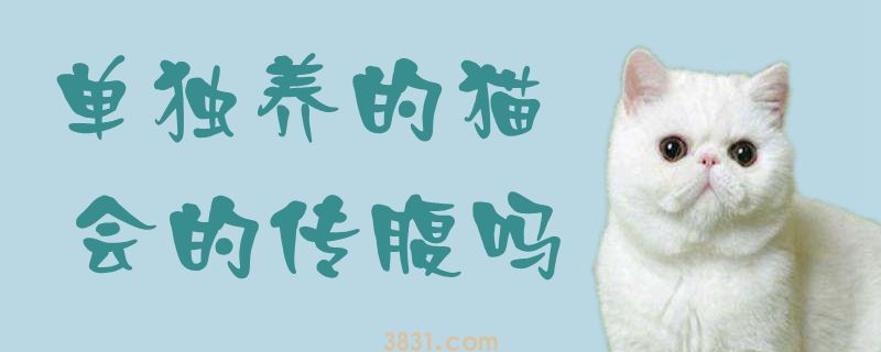 单独养的猫会的传腹吗(图1)
