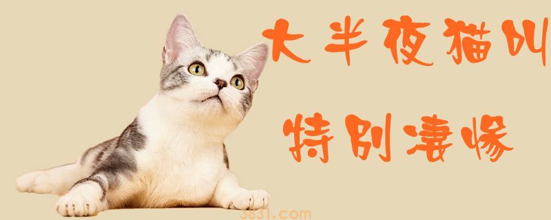大半夜猫叫特别凄惨(图1)