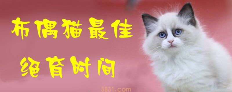 布偶猫最佳绝育时间(图1)