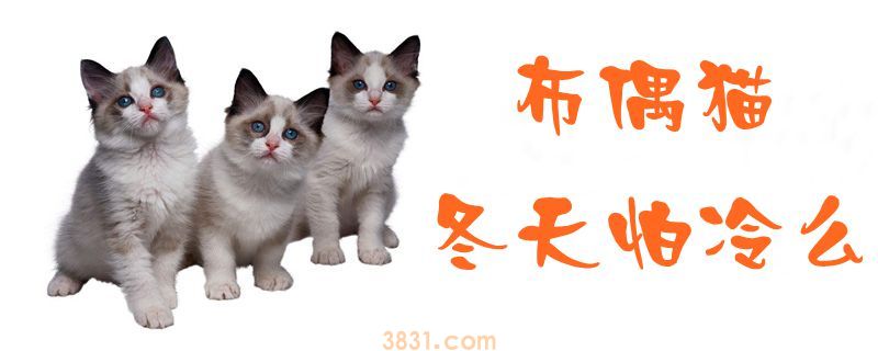 布偶猫冬天怕冷么(图1)