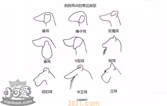 关于狗猫耳朵,有趣的7件事(图4)