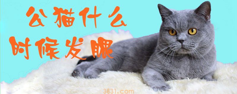 公猫什么时候发腮(图1)