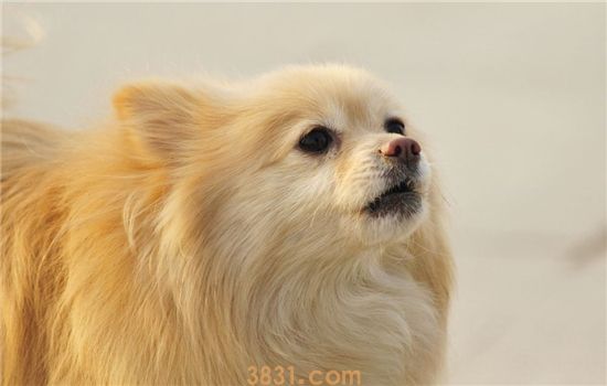 孕妇可以接种狂犬疫苗吗 被动物咬了要赶紧打针啊!(图1)