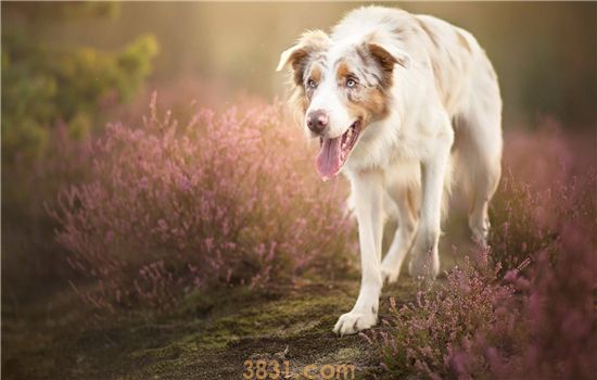 孕妇可以接种狂犬疫苗吗 被动物咬了要赶紧打针啊!(图2)