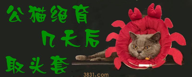 公猫绝育几天后取头套(图1)