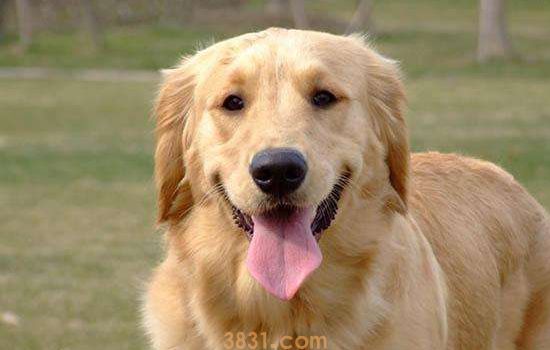 狂犬病能治好吗 给宠物注射狂犬疫苗才是关键(图1)