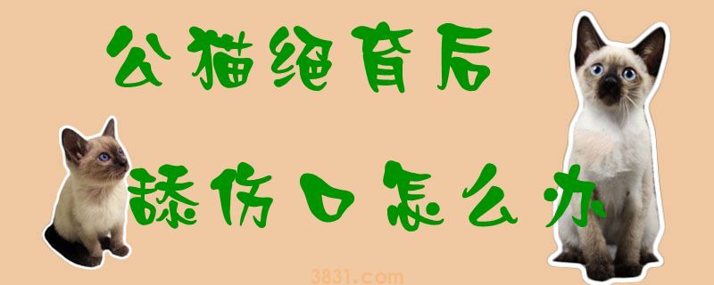 公猫绝育后舔伤口怎么办(图1)