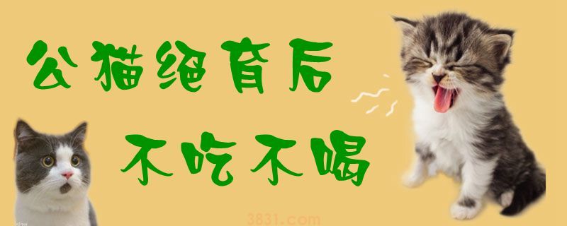 公猫绝育后不吃不喝(图1)