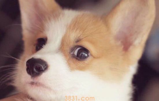 吃了有狂犬病的狗会得狂犬病吗 答案似乎有些意外!(图1)