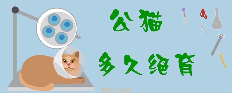 公猫多久绝育(图1)