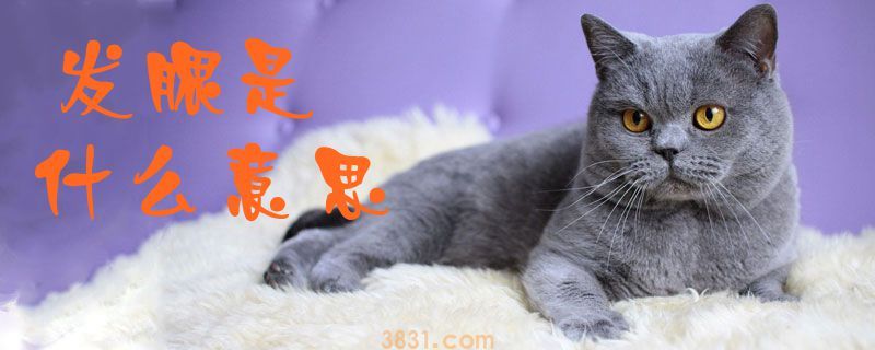 发腮是什么意思 发腮的猫咪更可爱(图1)
