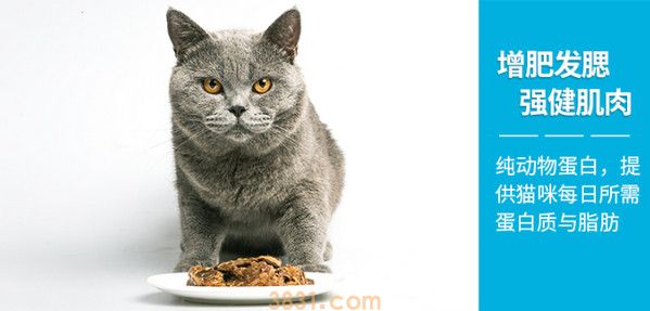 发腮是什么意思 发腮的猫咪更可爱(图3)