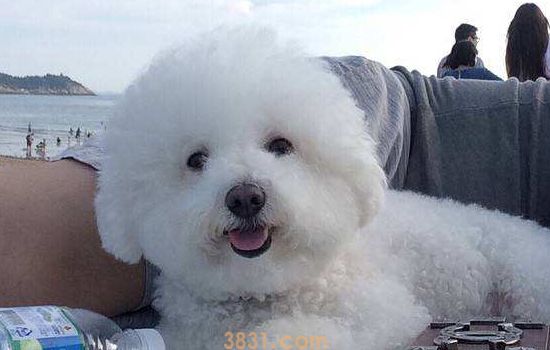 容易掉毛的狗狗排名 你家狗狗上榜了吗(图2)
