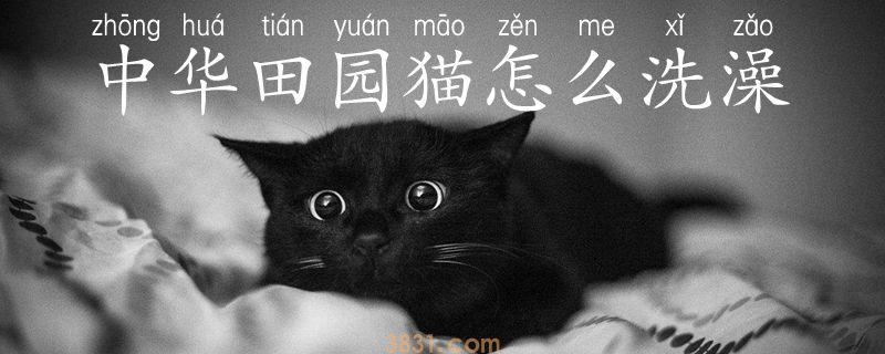 中华田园猫怎么洗澡(图1)