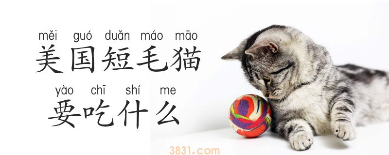 美国短毛猫要吃什么(图1)