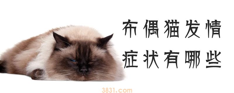 布偶猫发情症状有哪些(图1)