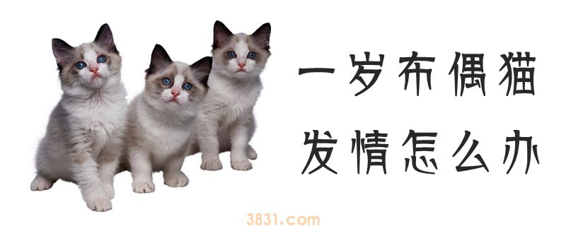 一岁布偶猫发情怎么办(图1)