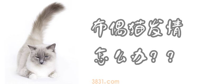 布偶猫发情怎么办(图1)
