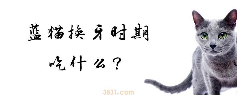 蓝猫换牙时期吃什么(图1)