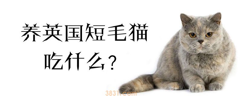 养英国短毛猫吃什么(图1)