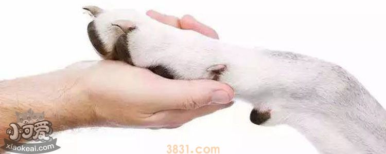 狗狗疼痛的表现有哪些 宠物剧烈疼痛时会咬主人吗?(图1)