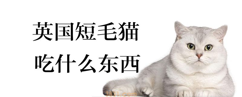 英国短毛猫吃什么东西(图1)