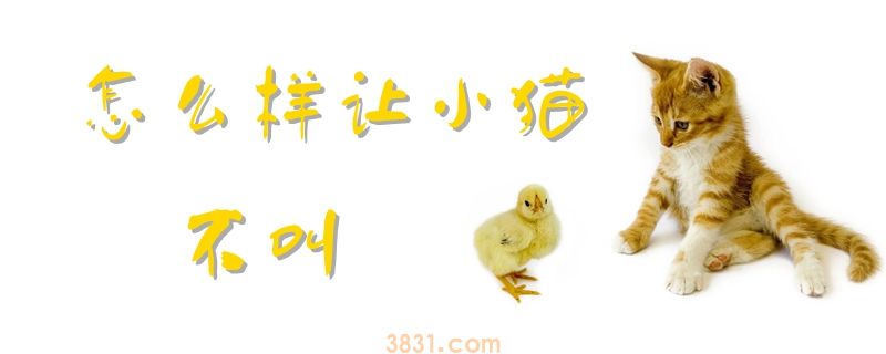 怎么样让小猫不叫(图1)
