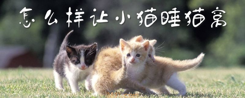 怎么样让小猫睡猫窝(图1)