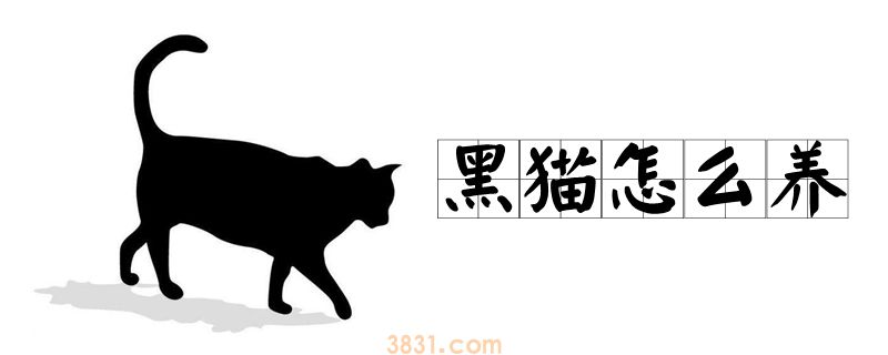 黑猫怎么养(图1)