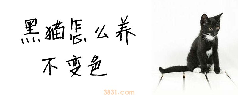 黑猫怎么养不变色(图1)