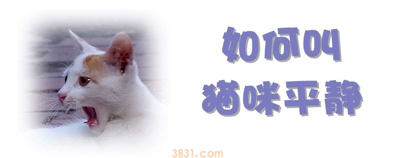 如何叫猫咪平静(图1)