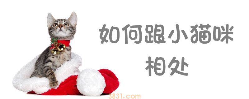 如何跟小猫咪相处(图1)
