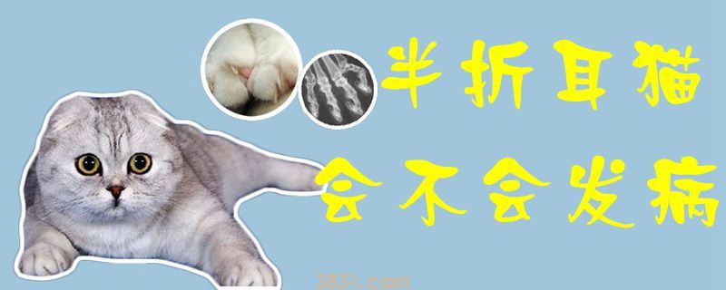 半折耳猫会不会发病(图1)
