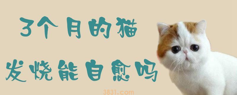 3个月的猫发烧能自愈吗(图1)