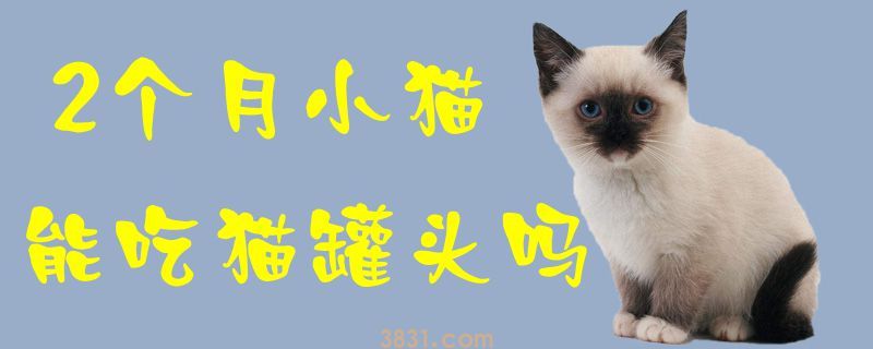 2个月小猫能吃猫罐头吗(图1)