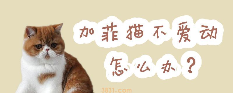 加菲猫不爱动怎么办(图1)