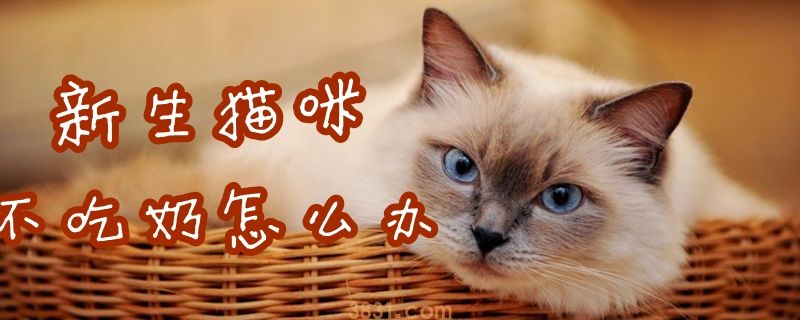 新生猫咪不吃奶怎么办(图1)