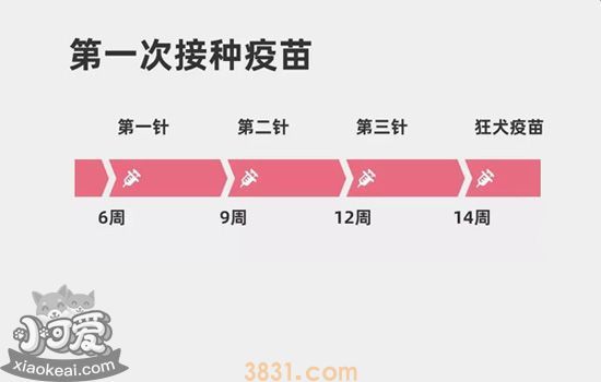 狗狗疫苗怎么打 小心给狗狗打了一针无效疫苗!(图1)
