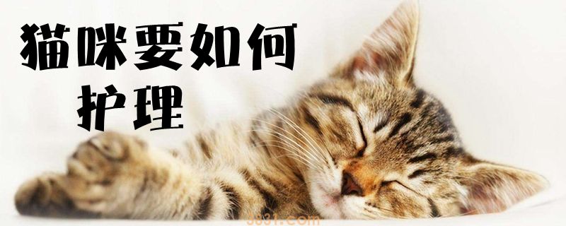 猫咪要如何护理(图1)