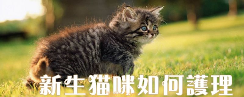 新生猫咪如何护理(图1)