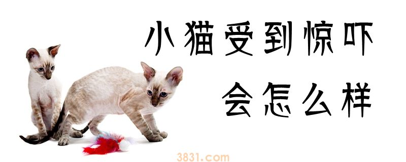 小猫受到惊吓会怎么样(图1)